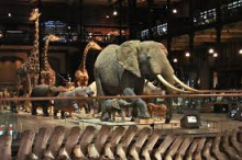 Muséum d’histoire Naturelle