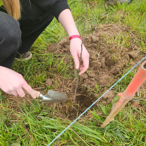 protection des racines