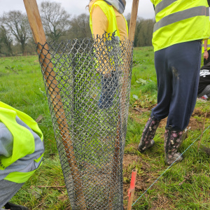 Protection des nouveaux plants